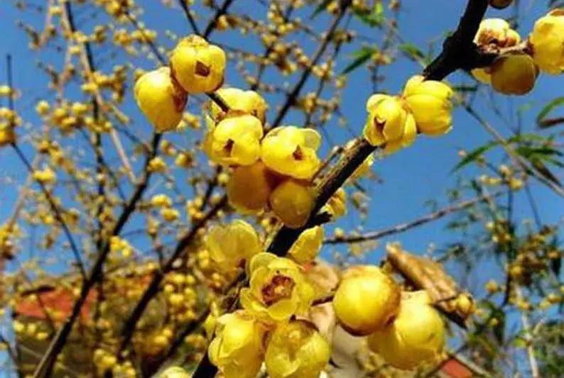 日本梅花品种和中国梅花区别,梅花十大稀有品种哪种梅花最珍贵