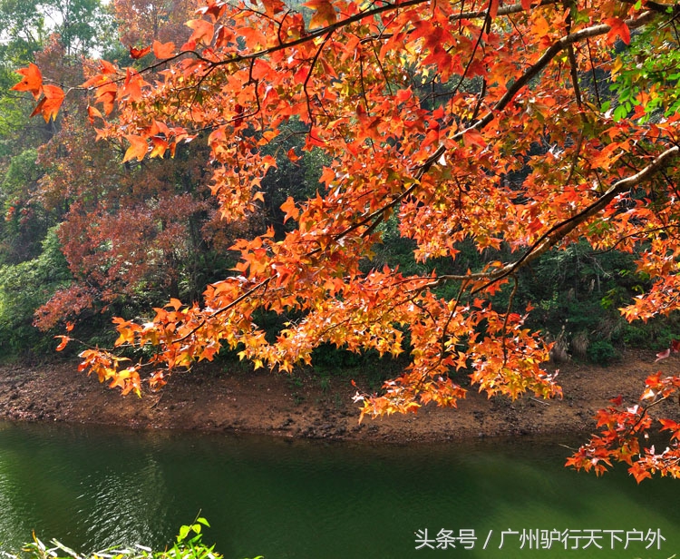 从化石门公园赏红叶旅游团,从化石门森林公园赏梅花路线