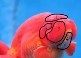 什么样的狮子头金鱼是精品,金鱼中的虎头和狮子头有什么区别