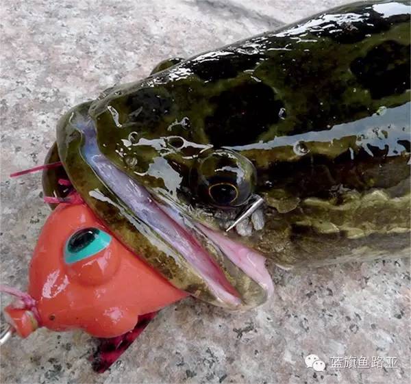 雷强详细教学,雷蛙雷强装备