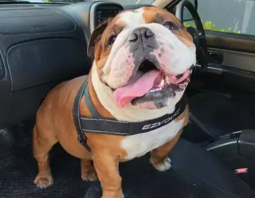 英斗劝退指南,英斗尴尬期和爆头期