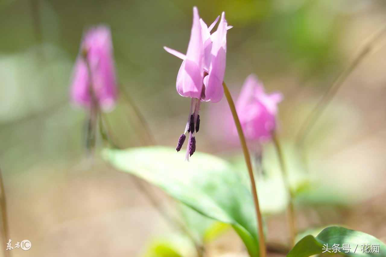 被叫猪牙花,花开却美过蝴蝶兰,而且至少活10年以上!