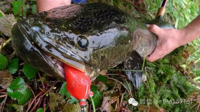 雷强详细教学,雷蛙雷强装备