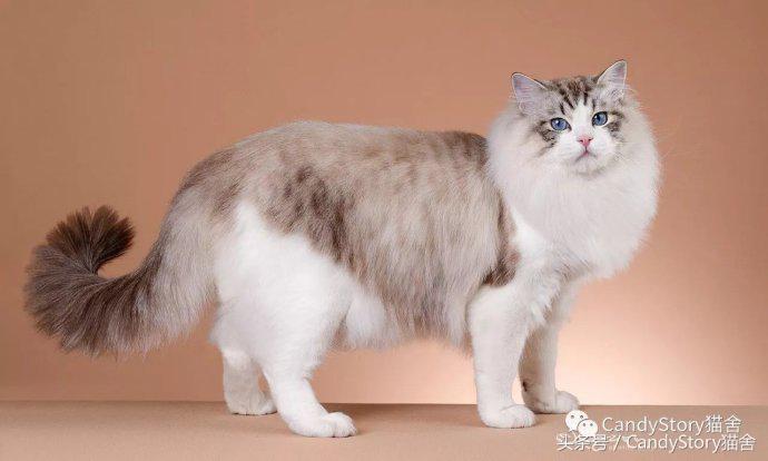 选猫需要问哪些问题,选猫英短重点