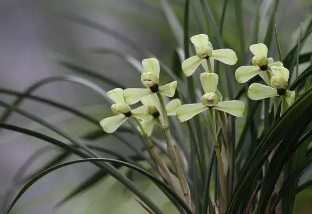 春兰四大天王品种,春兰四大天王的香气