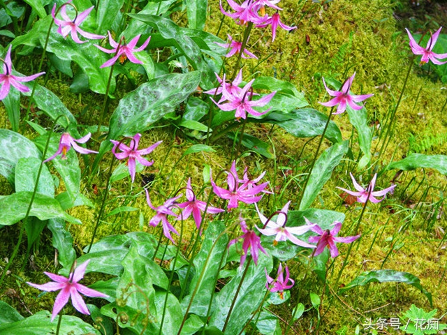 猪牙花的样子 (最漂亮的猪牙花)
