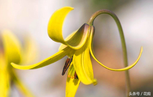被叫猪牙花,花开却美过蝴蝶兰,而且至少活10年以上!