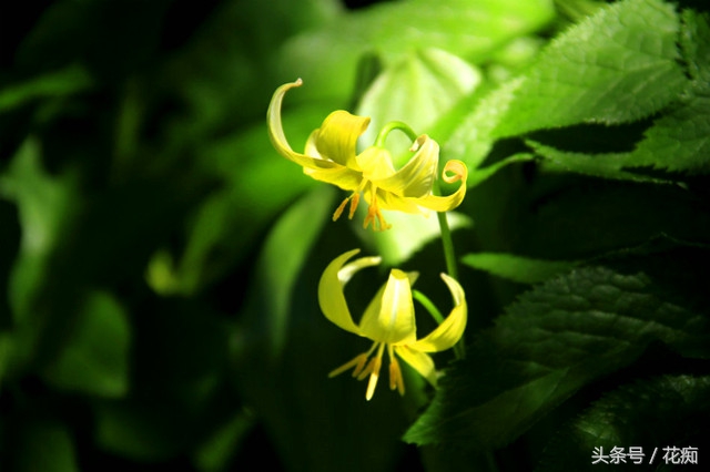 比蝴蝶兰好养活的花,跟蝴蝶兰一样能长期开的花有哪些