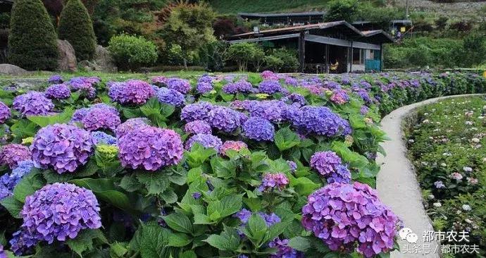 盘点家里那些长相乖巧却很毒的花