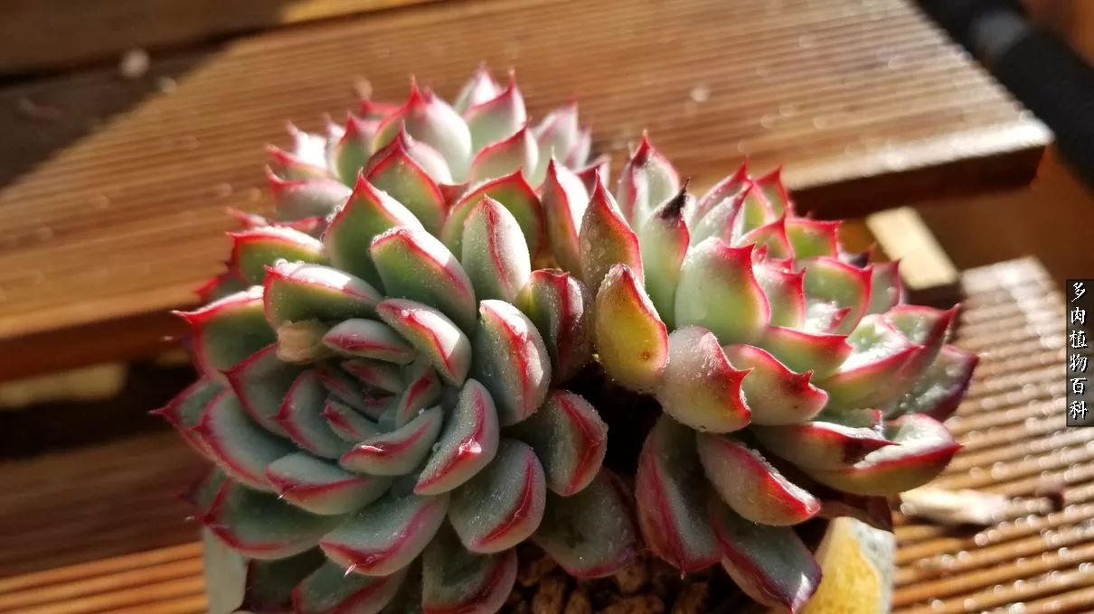 什么元素可以促进多肉生长,多肉修根喷除菌药