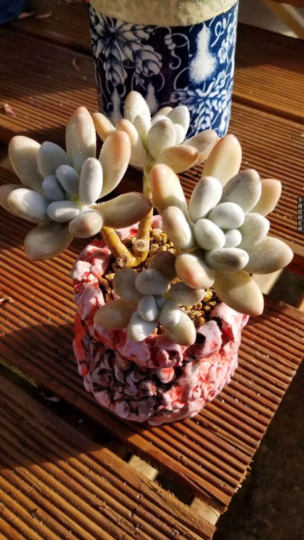 什么元素可以促进多肉生长,多肉修根喷除菌药