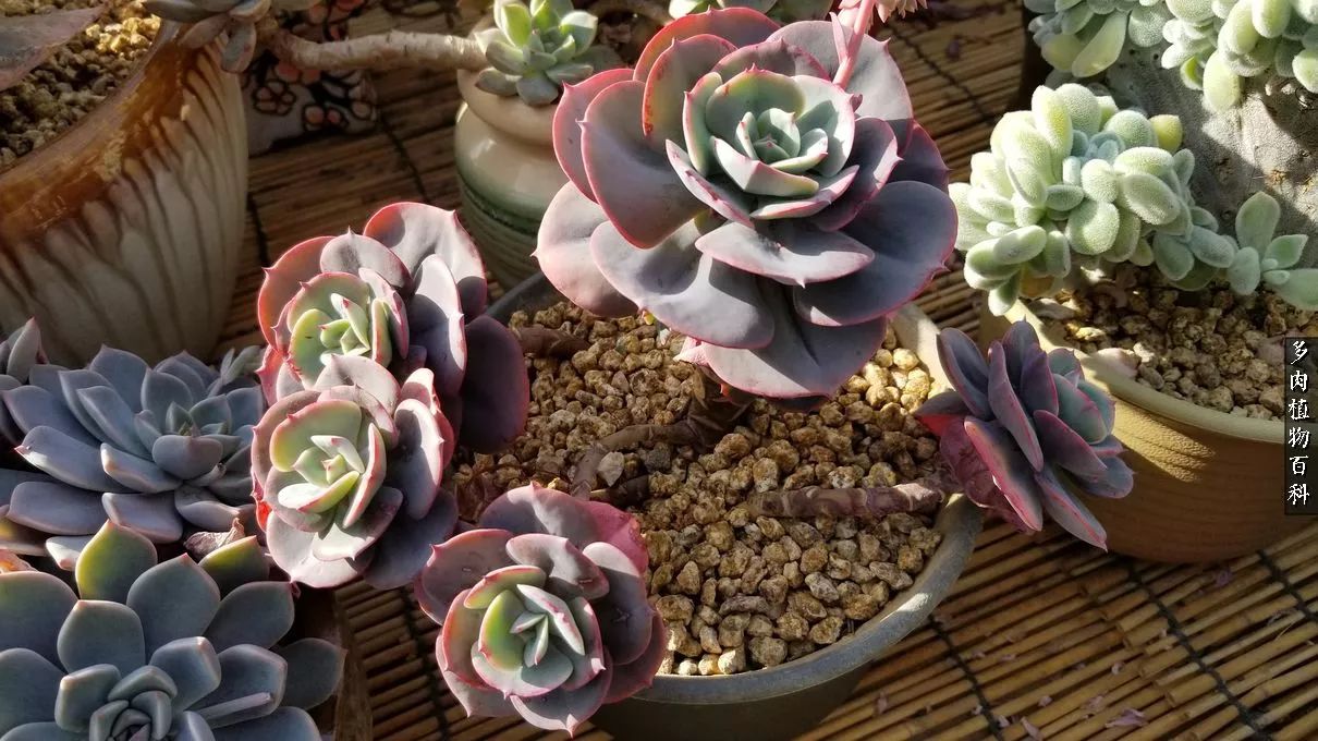 什么元素可以促进多肉生长,多肉修根喷除菌药