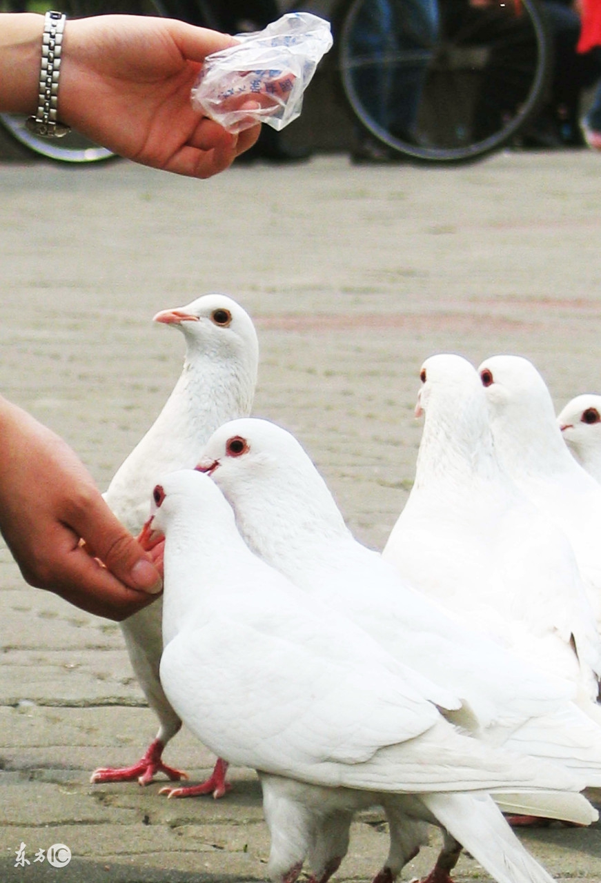 养鸽必须明白的三件事,新手养鸽要着重注意的事情
