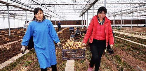 怎样种生姜最赚钱,生姜种植赚钱吗