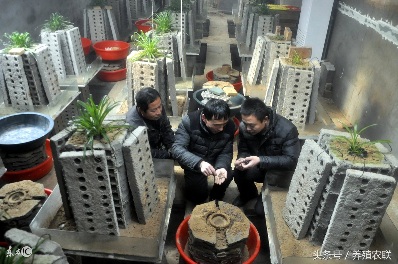 养蝎子新手入门教程,养蝎子的种蝎哪里来的