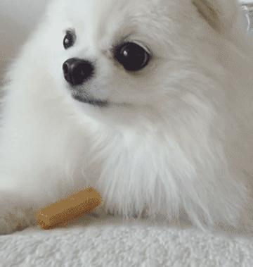 铲屎官小博美视频,小博美有多可爱