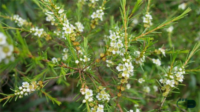 复方黄松洗液治阴道炎使用方法,复方黄松洗液如何治霉菌性阴道炎