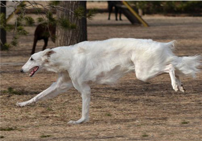 苏俄猎狼饲养,苏俄猎狼犬怎么养