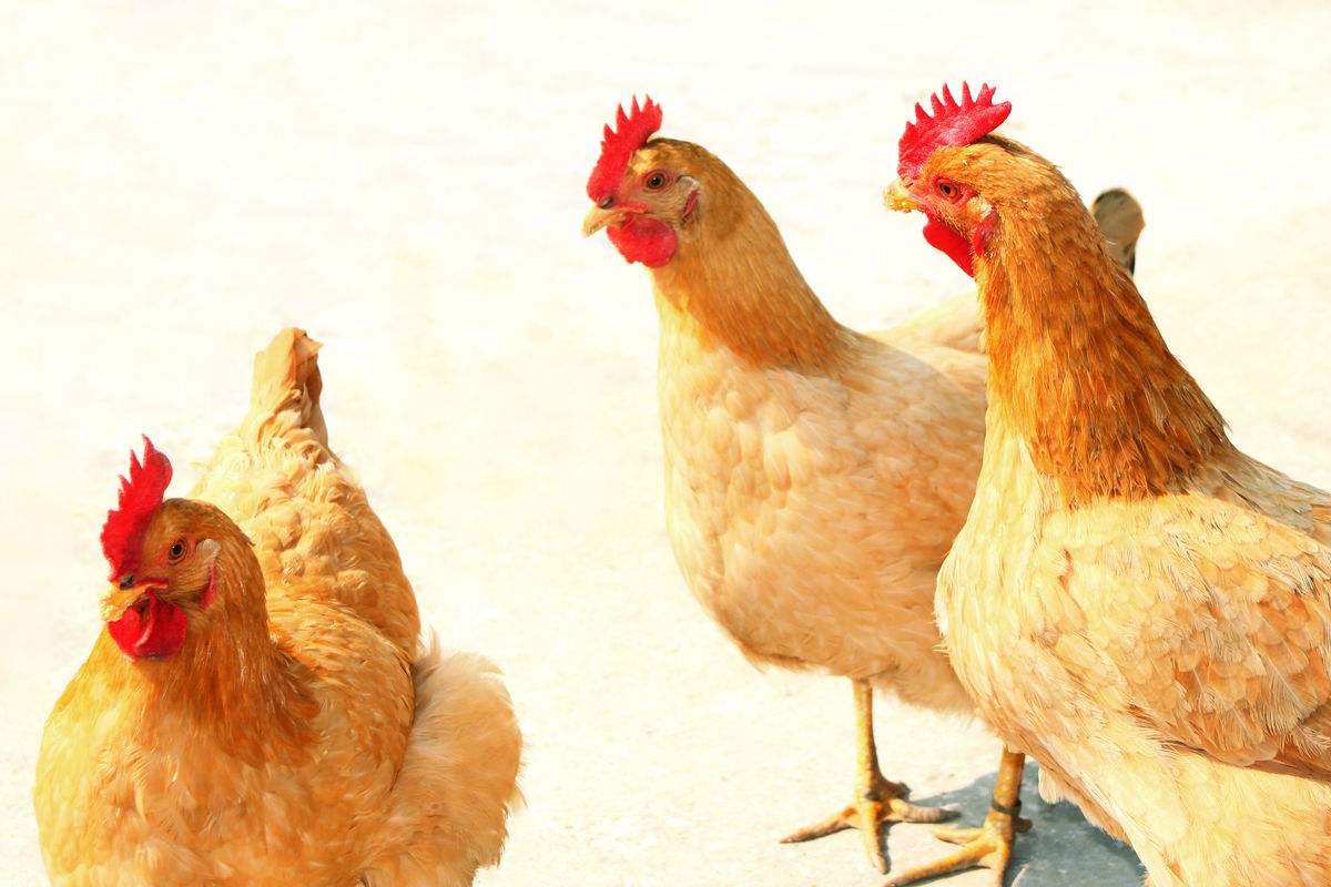 鹰和鸡的故事全集,鹰和鸡的故事解读