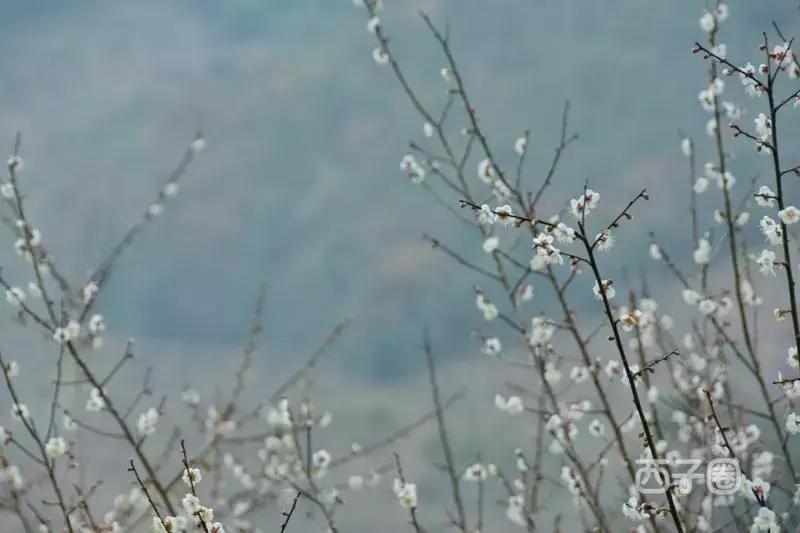 2024年梁化梅园看梅花时间,梁化梅花今年开了吗