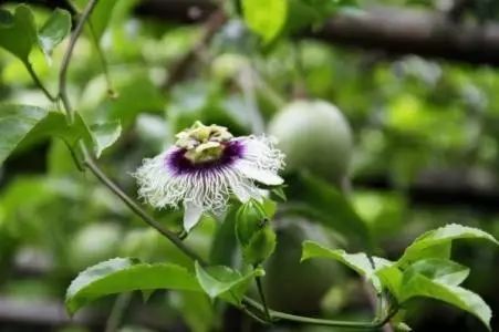 有一种*情迷**岁月叫做百香果