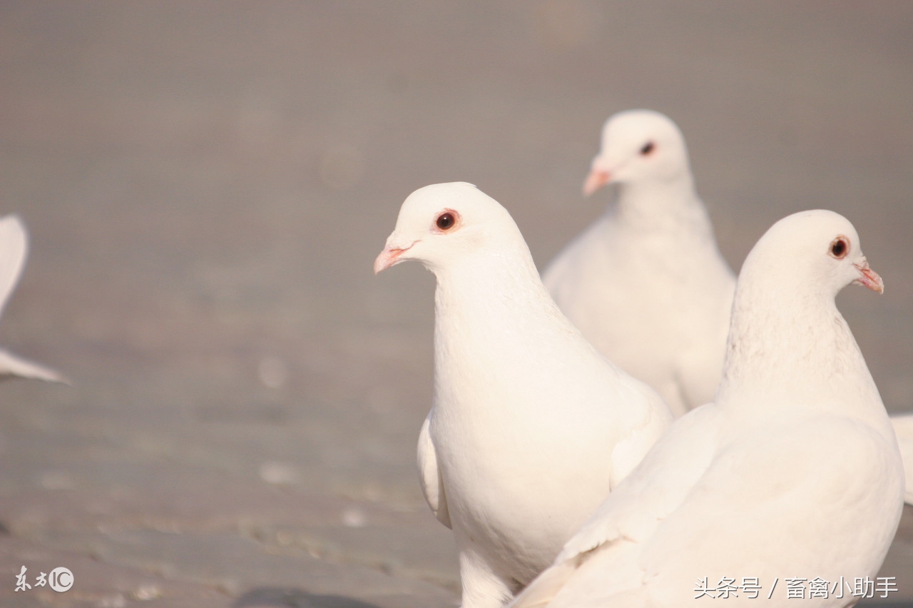 如何判断鸽子是嗉囊炎还是气囊炎,鸽子气囊炎最简单有效的药