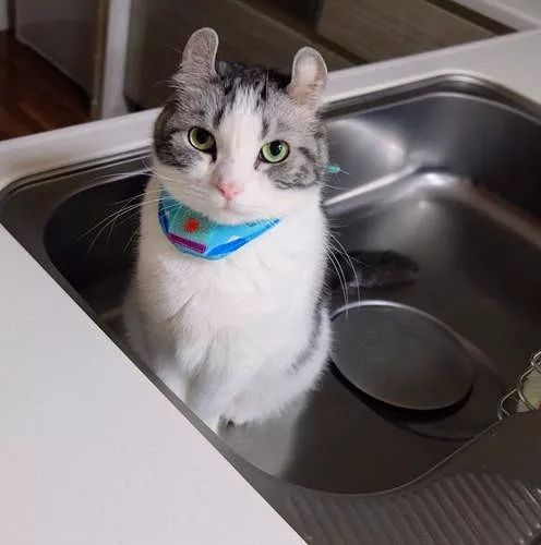 看到就想摸耳朵的超萌“翘耳猫”，难道是猫咪跟龙猫的私生子