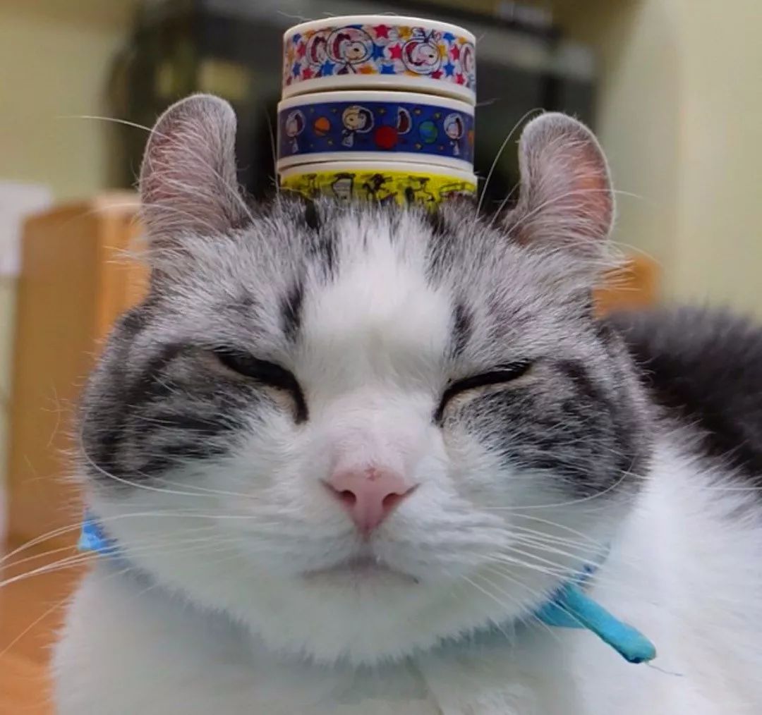 看到就想摸耳朵的超萌“翘耳猫”，难道是猫咪跟龙猫的私生子