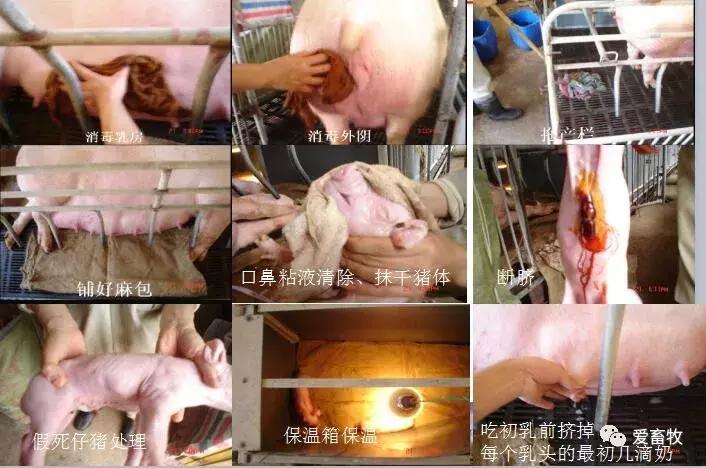图文｜母猪的分娩与接产操作规范！
