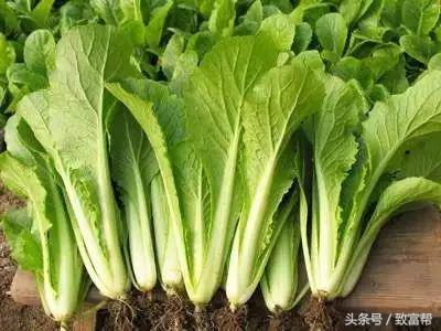 冬闲经济成为农民增收新亮点,冬闲时节人不闲群众就业促增收