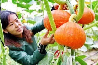 浙江采摘瓜果亲子游方案,金华采摘游最强攻略