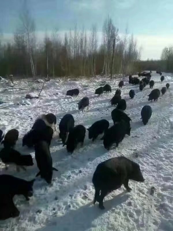 蕨麻猪养殖基地加盟,天祝蕨麻