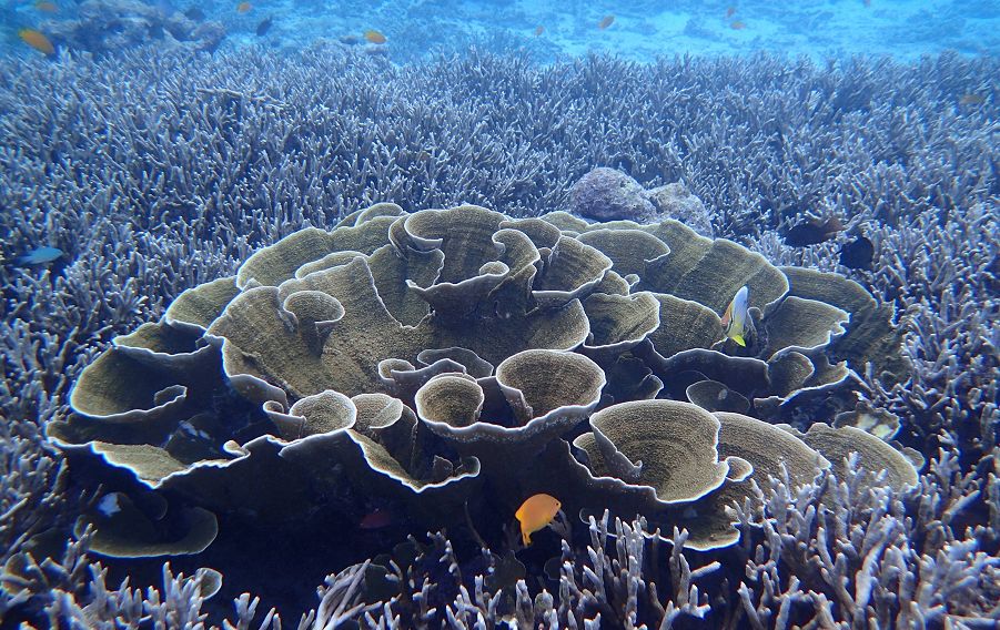 泰国顶级海岛斯米兰,斯米兰岛泰国