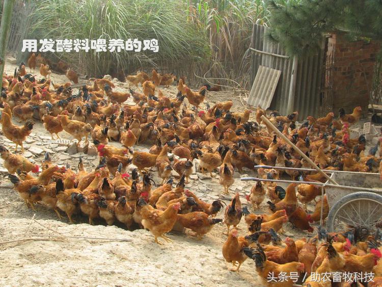 豆渣一吨多少钱,豆渣发酵后多少钱一吨