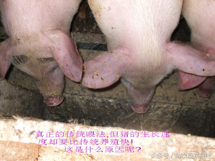 豆渣一吨多少钱,豆渣发酵后多少钱一吨