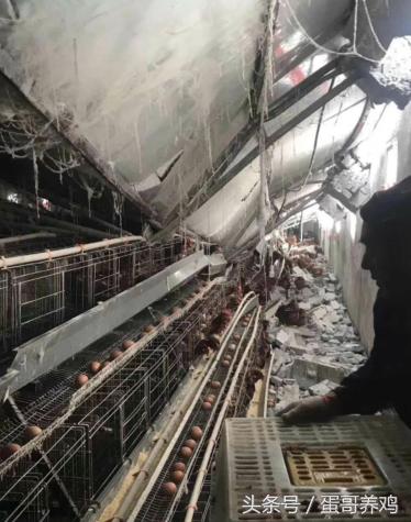 鸡舍塌,鸡舍塌了怎么救