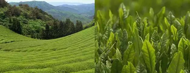 一篇吃透日语语法,日本茶道和中国茶道的区别