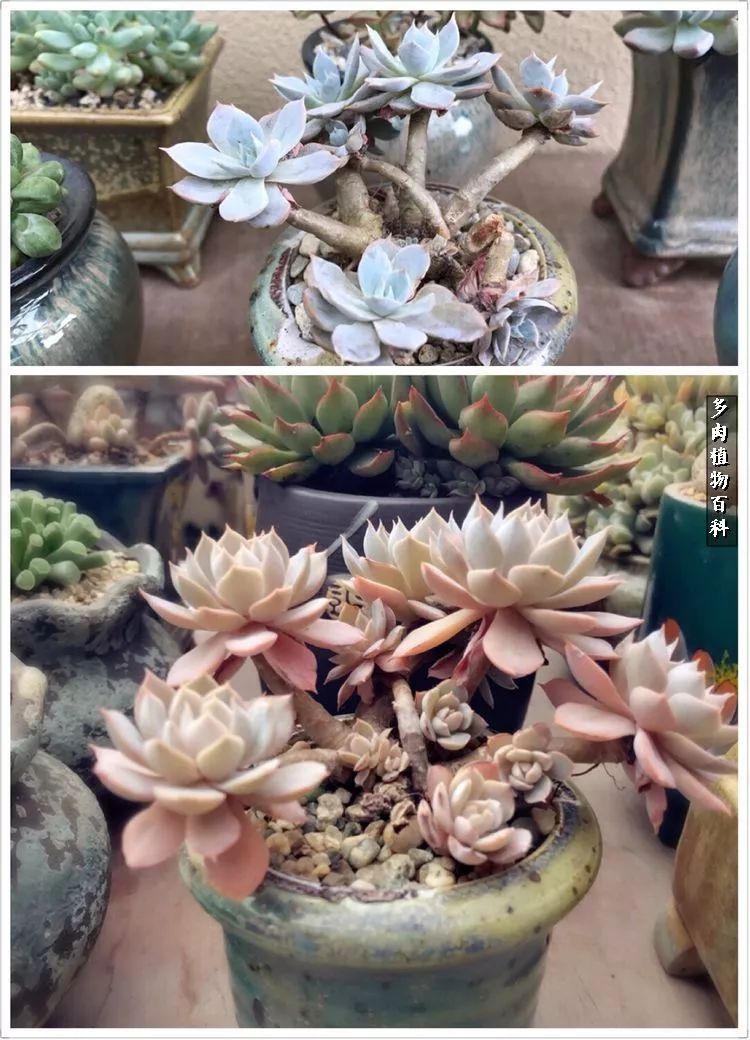 阳光的多肉花园,漂亮的多肉露台花园