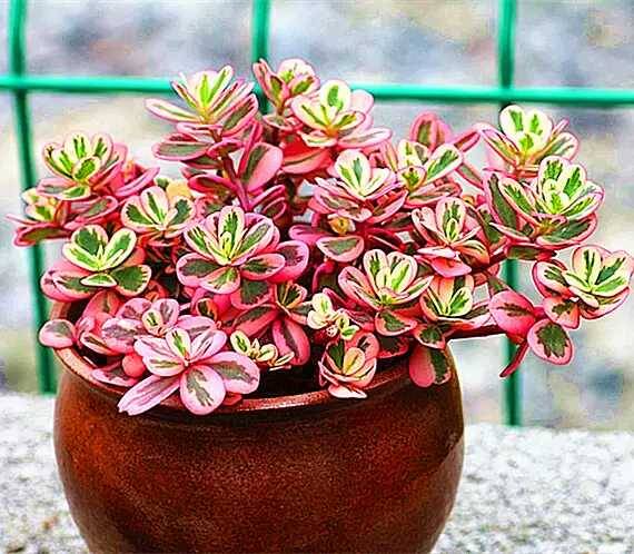 出锦的多肉叶插还会出锦吗,多肉出锦水培会退锦吗