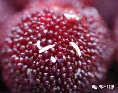 吃山竹吃到满胳膊蚂蚁不点开会后悔！点开可能会吐