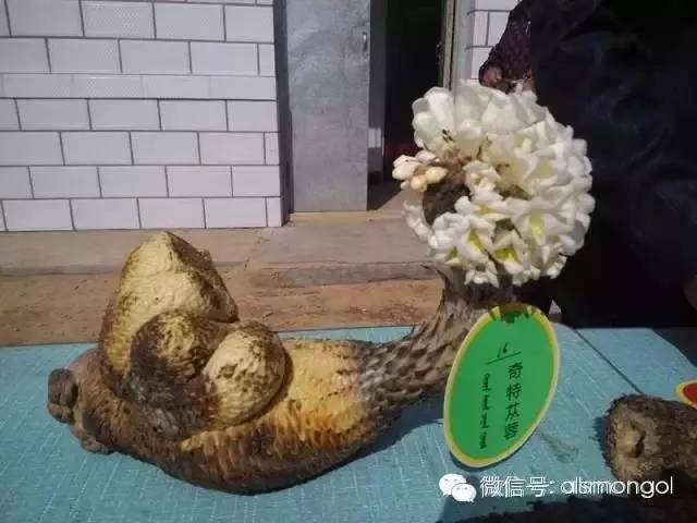 蒙古阿拉善肉苁蓉,阿拉善苁蓉生长在哪儿