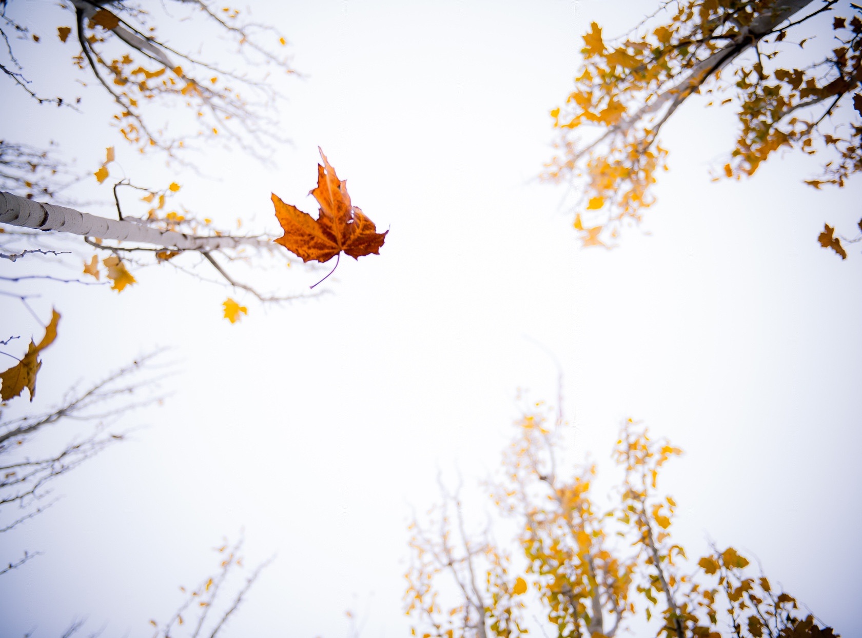 秀银川史上最牛的个人简历,看完感觉特有面子!