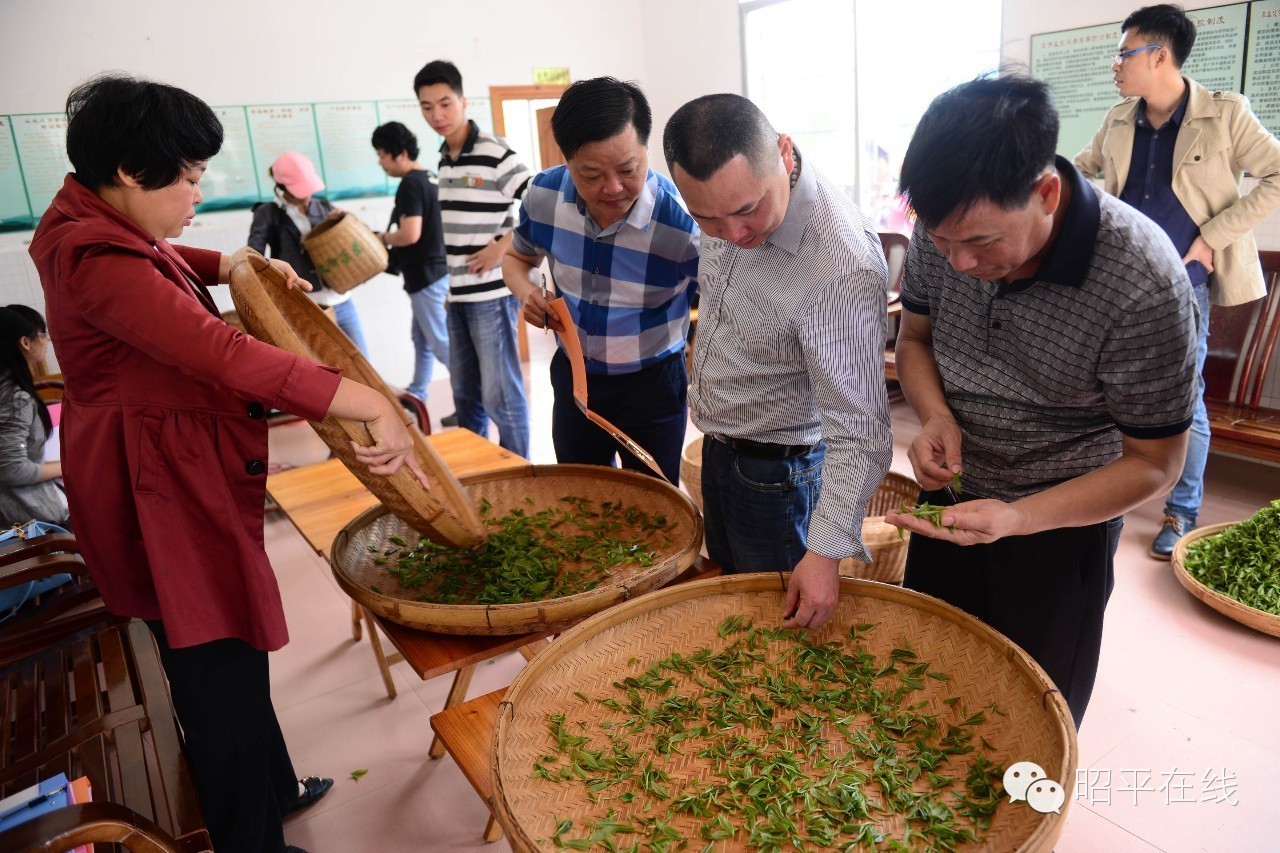 昭平茶农采茶,茶农采摘云雾茶