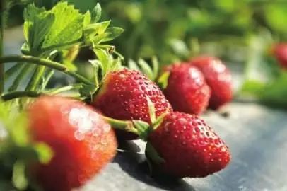 成都采草莓哪个地方最好,成都周边草莓采摘园基地