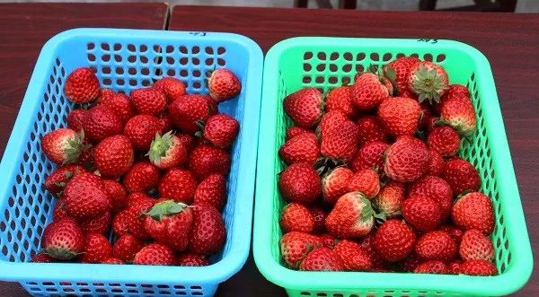 高新区附近草莓,高新区草莓