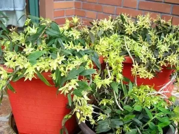 最好看的十种鲜花,小众又好看的鲜花