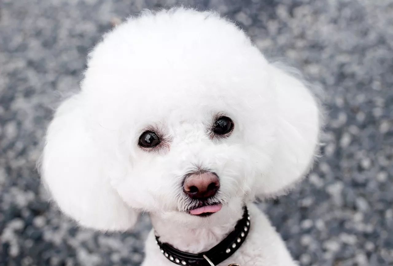 狗狗可爱场面,狗狗有趣集锦视频大全