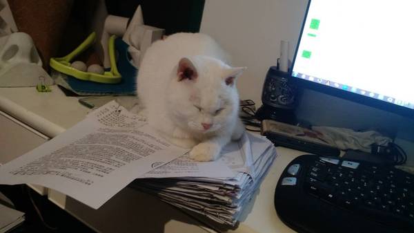 沉浸式养猫体验,养猫是一种什么体验