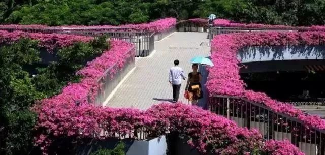 2017难忘的回忆完整,难忘的海口记忆