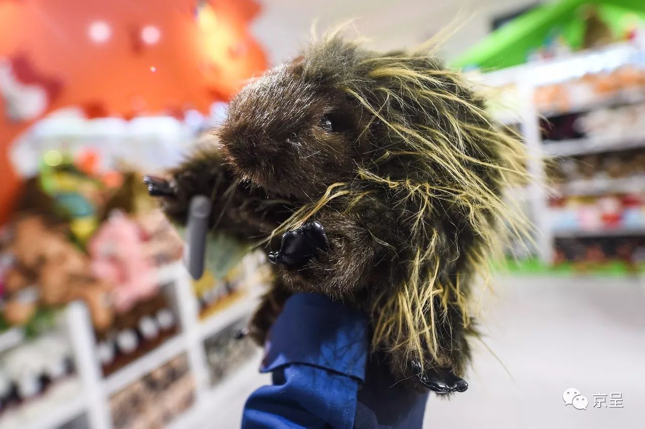 鹈鹕树懒食蚁兽?北京这家非主流玩偶店教你认认新萌物